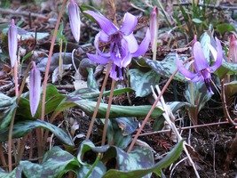 02_dogtoot_violet_flowers