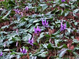 05_dogtooth_violet_flowers