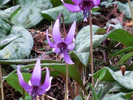 06_dogtooth_violet_flowers