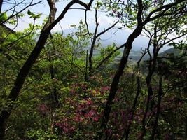 03_view_of_Mt-Fuji_beteween_forest-woods