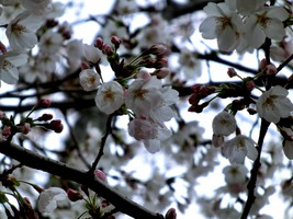 01_cherry_blossoms1