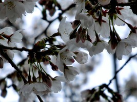 02_cherry_blossoms2