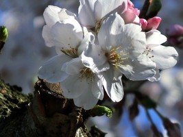 03_cherry_blossoms3