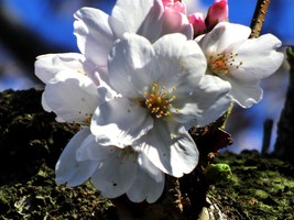 04_cherry_blossoms4