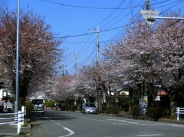 05_cherry_blossoms5_in_Kashiwa_city_town
