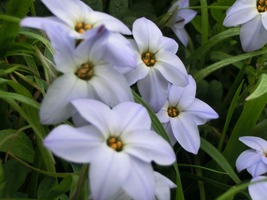 13_spring_flowers2