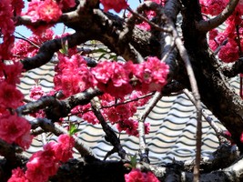 01_doble_petaled_cherry_blossoms_in_Yanaka