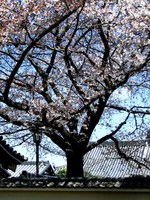 03_cherry_blosooms1_in_Yanaka