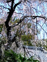 04_cherry_blosooms2_in_Ueno