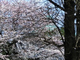 05_cherry_blossoms3_in_Ueno
