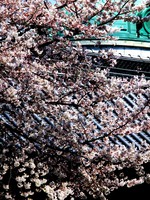 06_cherry_blossoms4_in_Ueno