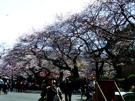 07_cherry_blossoms5_in_Ueno
