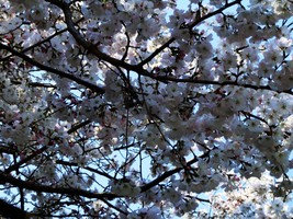 08_cherry_blossoms6_in_Ueno
