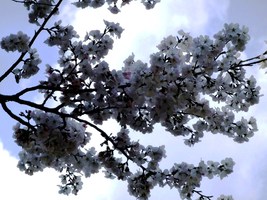 09_cherry_blossom7_in_Ueno