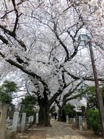 10_cherry_blossoms8_in_yanaka
