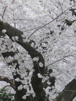 11_cerry_blossoms9_in_Yanaka