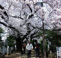 12_cherry_blossoms10_in_Yanaka