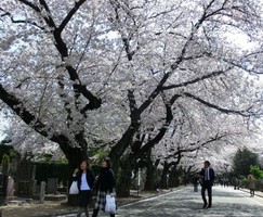 13_cherry_blossoms11_in_Yanaka