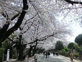14_cherry_blossoms12_in_Yanaka