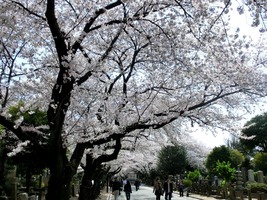 15_cherry_blossoms13_in_Yanaka
