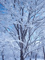 09beautiful_view_tree_and_snow.JPG
